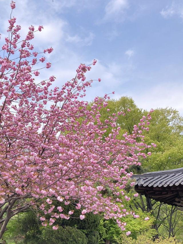 천안 겹벚꽃 명소는 여기 🩷