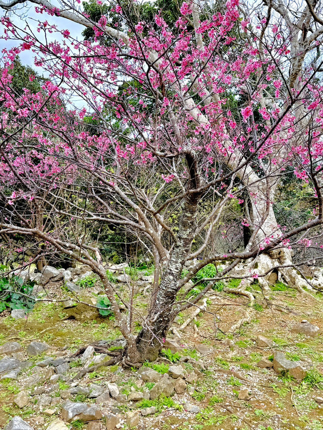 April Blooms