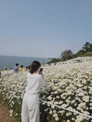 光州附近的夏斯塔雛菊花田