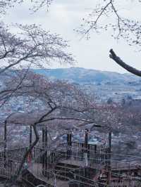 大阪飛去日本東北賞櫻: 一目千木櫻 