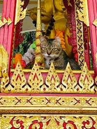 タイの魅力を感じに、次の旅は東南アジアへ！🌴✨