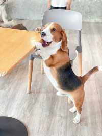คาเฟ่น้องหมา พัทยา ฟินมากกก! 🐶
