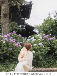 【文京区】あじさい都内スポット名所の１つ！白山神社のあじさい祭り開催