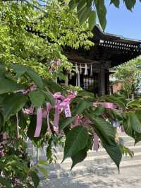 🌸⛩️**【桜神宮｜東京・世田谷】