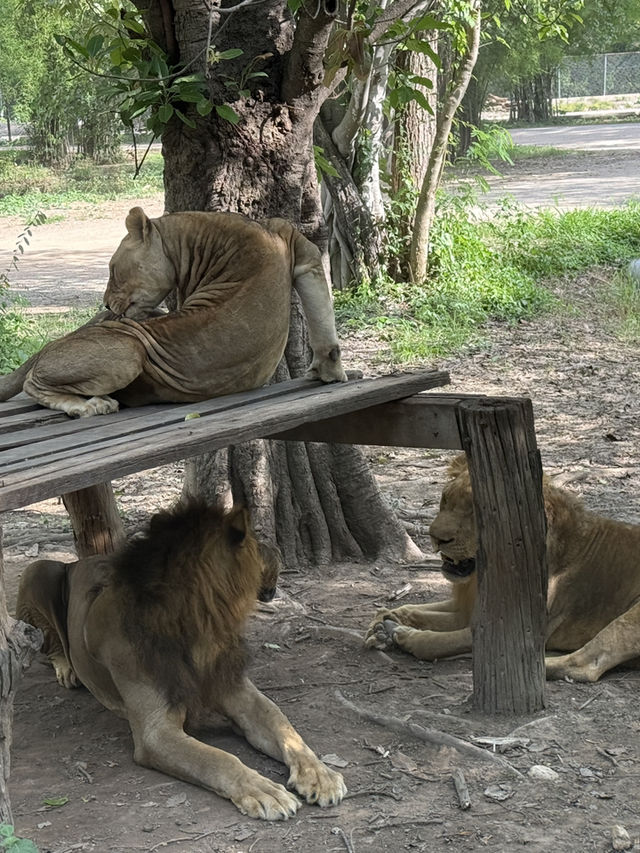 北碧府野生動物園