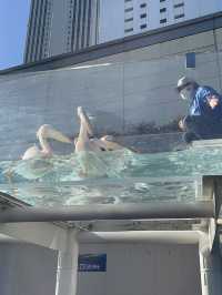 🐧【池袋 サンシャイン水族館】空に浮かぶ水族館で、日常をふわっと離れて。 