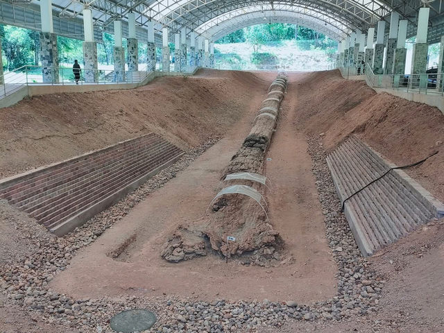 🌳✨タイの秘境、ターク県で数百万年前の奇跡を発見！ 世界最大級の石化した木に感動…自然のパワーを体感しよう🌍🪵