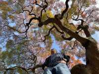 🌸 Serenity in the City: Morning Strolls & Scenic Sips at Shinjuku Gyoen 🌿