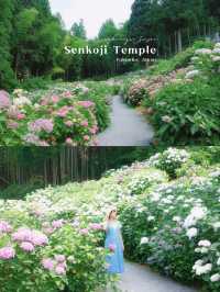 ทุ่งดอกไฮเดรนเยียที่สวยที่สุดใน Fukuoka 🩵🇯🇵