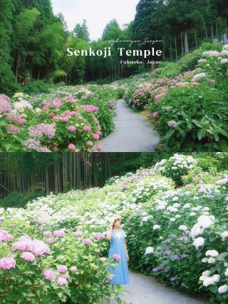 The most beautiful hydrangea field in Fukuoka 🩵🇯🇵
