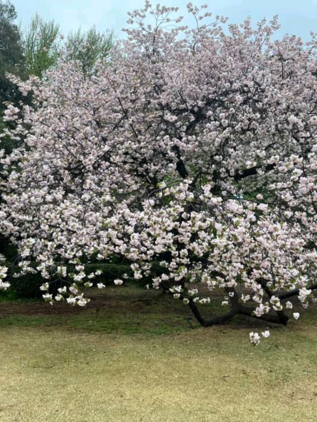 Shinjuku Gyoen National Garden – Tokyo’s Tranquil Heartbeat