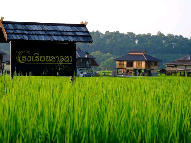 🌾 โรงเรียนชาวนา จ.น่าน 🌾