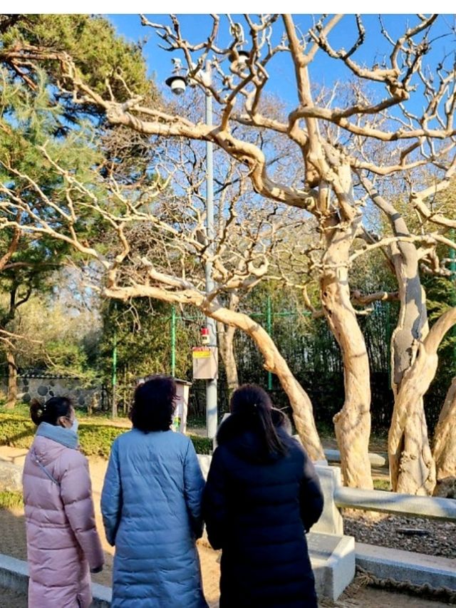  600년 넘은배롱나무가 살고있는💚 오죽헌