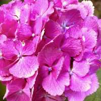 🌿🌸 Yakushi-Ike Park (薬師池公園), Machida: A Hidden Summer Oasis Near Tokyo