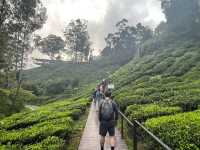 🌿 Highlands Escape at BOH Tea Plantation, Cameron Highlands