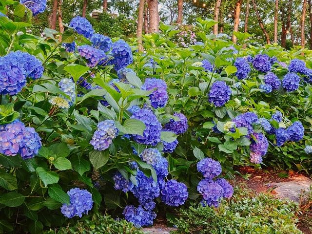 What a nice season to visit Jangsaengpo Hydrangea Festival