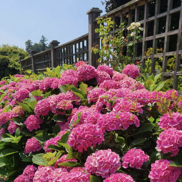 York Gate Garden·英倫花園的詩意午後
