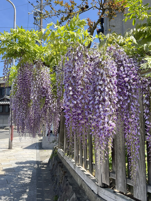 🇯🇵🌸 Uji River – Where Kyoto Slows Down