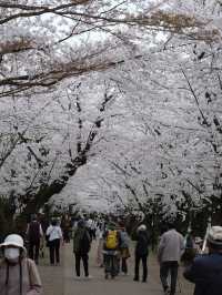  ปราสาทฮิโรซากิ 🌸 ปราสาทกลางซากุระแห่งโทโฮคุ