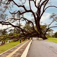 Taman Tasik Taiping: A Misty Summer Morning in Malaysia’s Oldest Garden