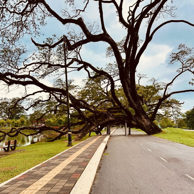 Taman Tasik Taiping: A Misty Summer Morning in Malaysia’s Oldest Garden