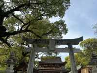 Evening Stroll at Dazaifu Tenmangu: A Peaceful Visit! ⛩️🌸