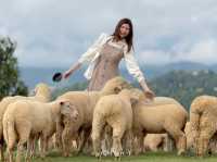 🌿 Akha Farm ดอยช้าง – ฟาร์มแกะสุดอบอุ่น 🐑
