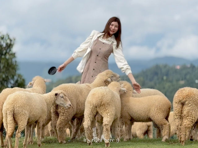 🌿 Akha Farm ดอยช้าง – ฟาร์มแกะสุดอบอุ่น 🐑
