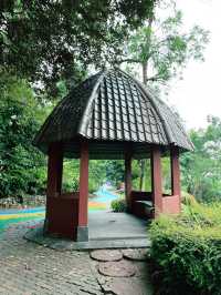 Discover the Mighty Bornean Orangutan at the Ape Centre 