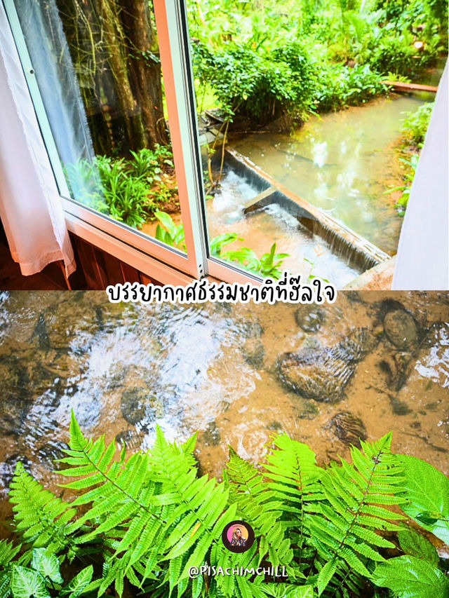 เฌอโคว at หม่องกะลา
