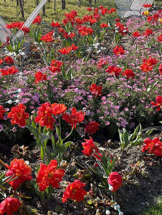 🌸 Spring at Daning Tulip Park