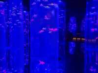 水族館裡的小確幸