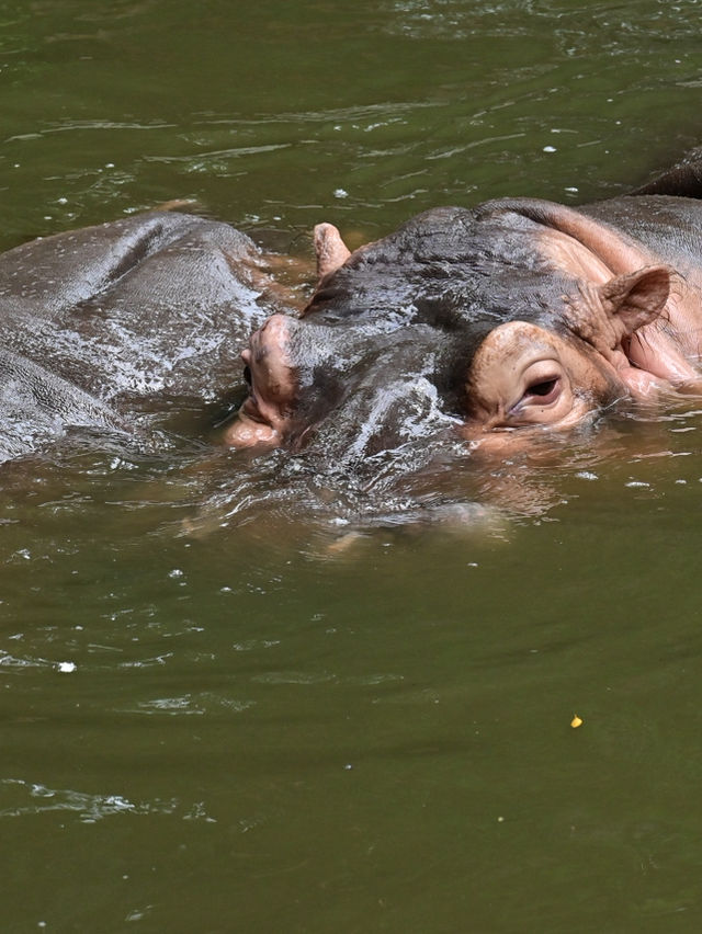 KL Wild Side: Leap Into Zoo Negara’s Jungle Adventure 