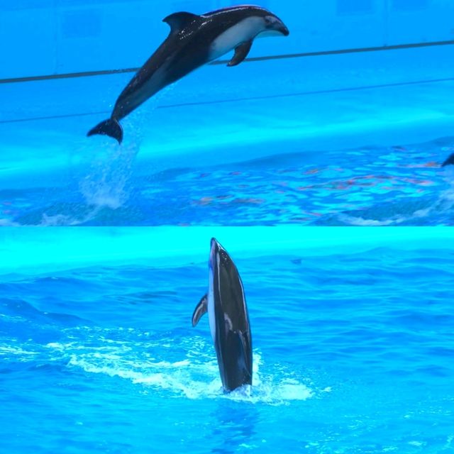 横濱八景島海島樂園