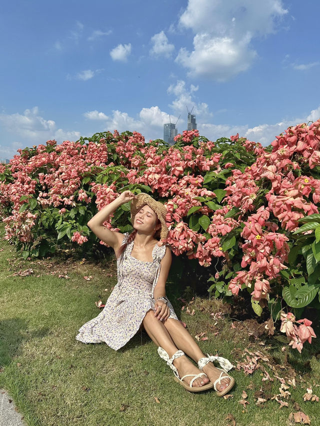 深圳免費任拍粉紅大花海🌸