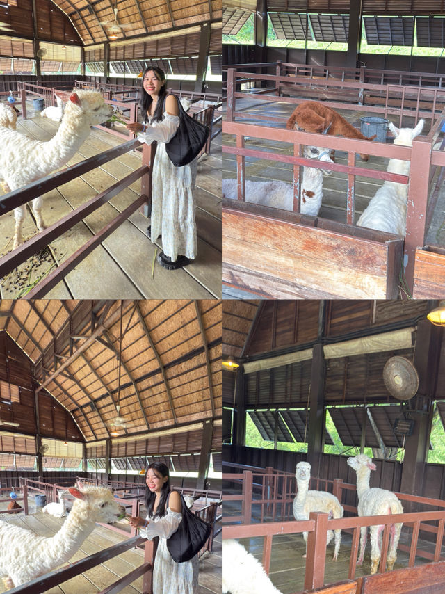 คาเฟ่ดังในเขาใหญ่ ฟิลยุโรป  ต้องพรีโม่เพียซซ่า