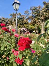 Everland Rose Garden: South Korea