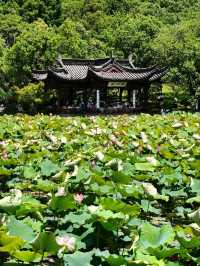 Xianghu Lake Lotus Gardens – Hangzhou’s Summer Masterpiece