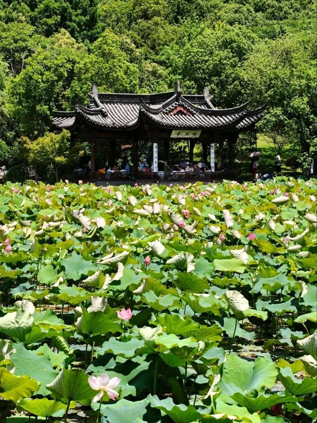Xianghu Lake Lotus Gardens – Hangzhou’s Summer Masterpiece