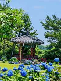 A Historic Site Where Jeju's Founding Legend Began, Adorned by Hydrangeas