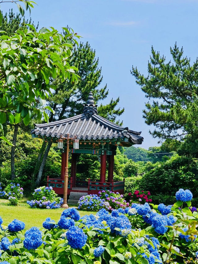 A Historic Site Where Jeju's Founding Legend Began, Adorned by Hydrangeas