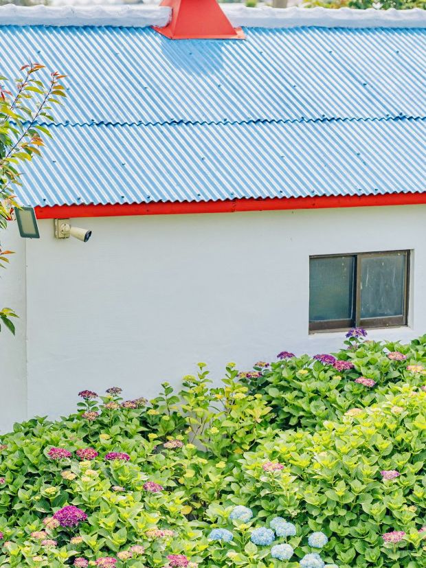A Rainbow of Blooms in Jeju’s Summer