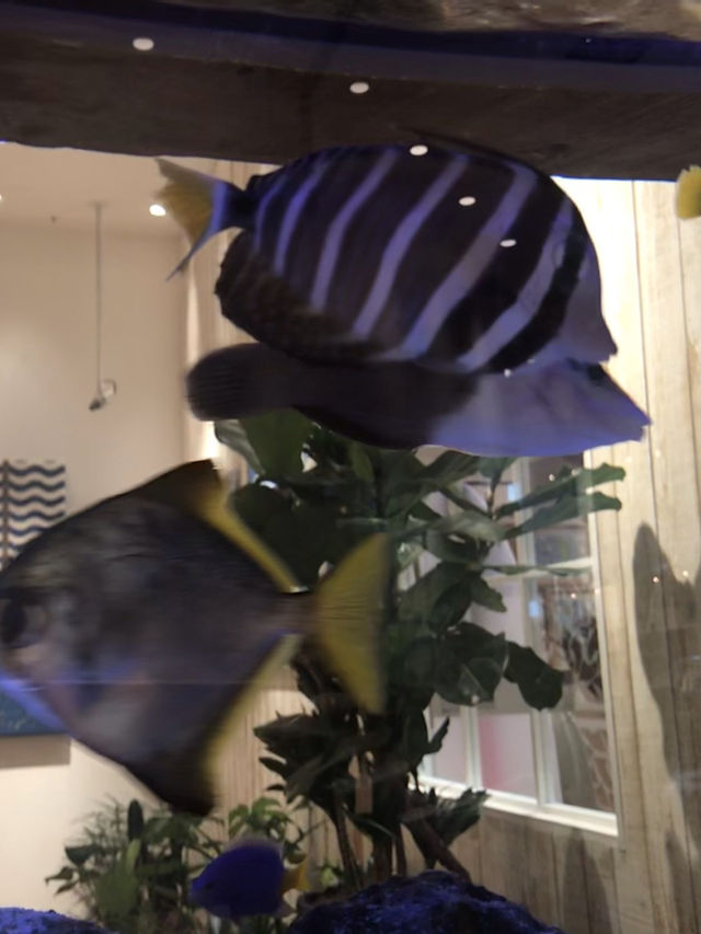 🐠 買い物中に癒やしのひととき──RHC Ron Herman MARK ISの水槽に癒される