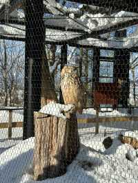 【旭川動物園｜北海道的雪國奇趣樂園】