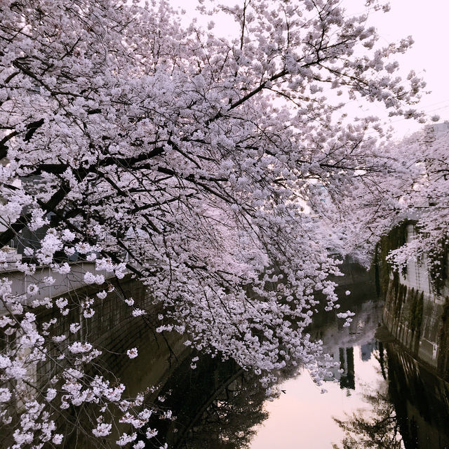 文京・関口 神田川沿いの桜を狙う — 撮影ポイント＆ランチガイド