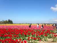 Skagit Valley Tulip Farm