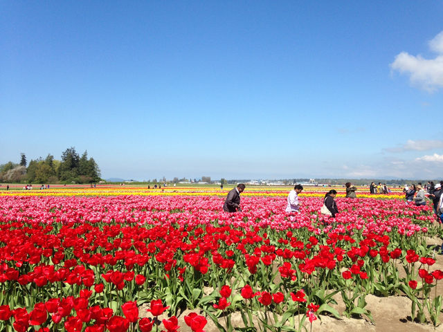 Skagit Valley Tulip Farm