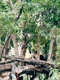 Thành Đô - Công viên gấu trúc 熊猫基地