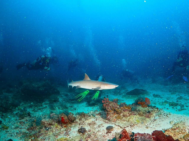 ดำน้ำที่ สิปาดัน สวรรค์ใต้น้ำ มาเลเซีย