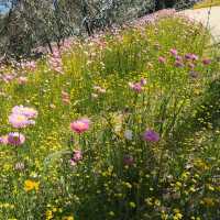 A Floral Symphony at Kings Park and Botanic Garden